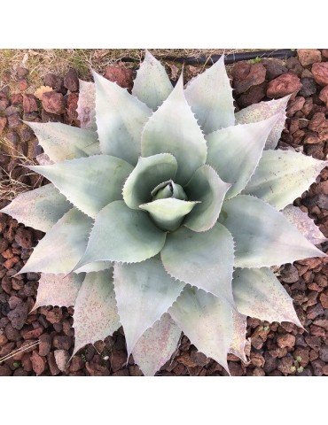 Agave ovatifolia grosse plante 2