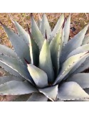 AGAVE parryi v. parryi