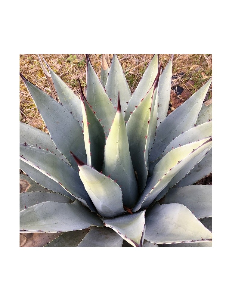 AGAVE parryi v. parryi