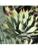 AGAVE parryi v. parryi