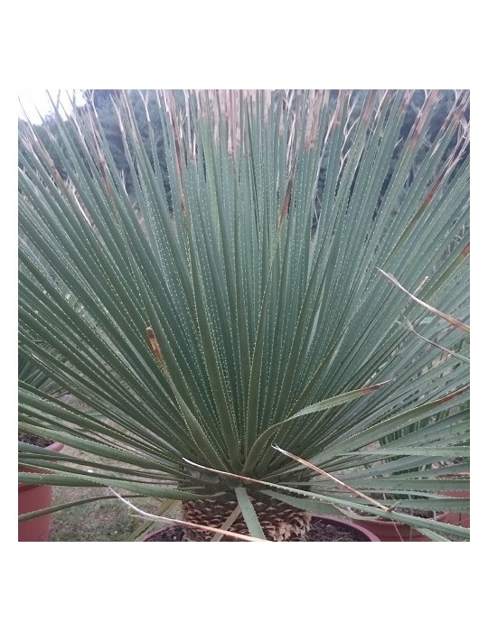 DASYLIRION serratifolium