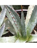 AGAVE palmeri