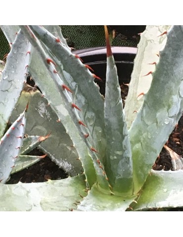 AGAVE palmeri