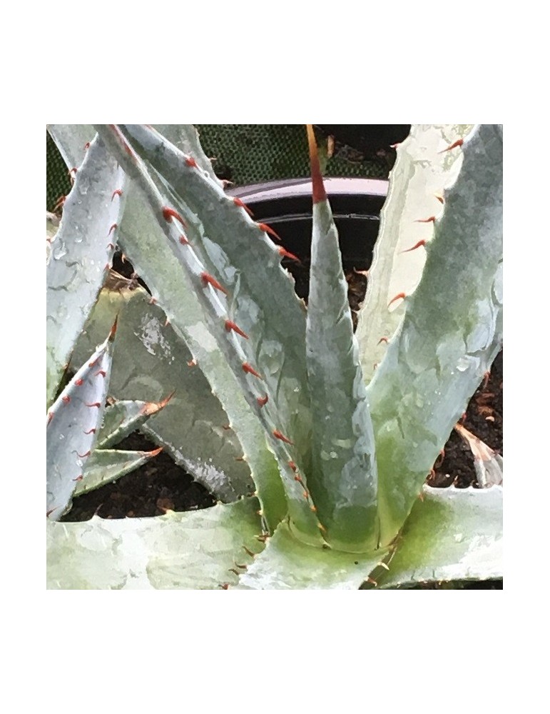 AGAVE palmeri