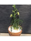 ALBUCA spiralis