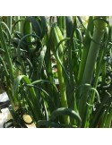 ALBUCA spiralis