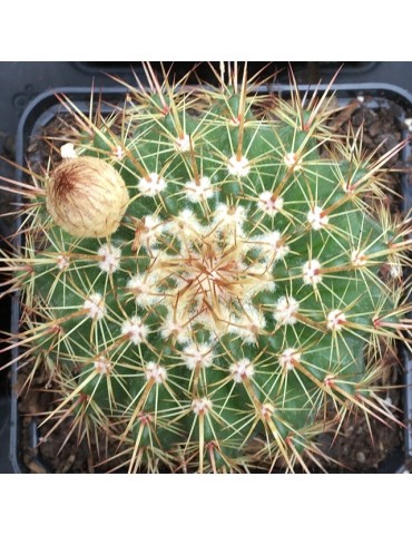 NOTOCACTUS roseoluteus