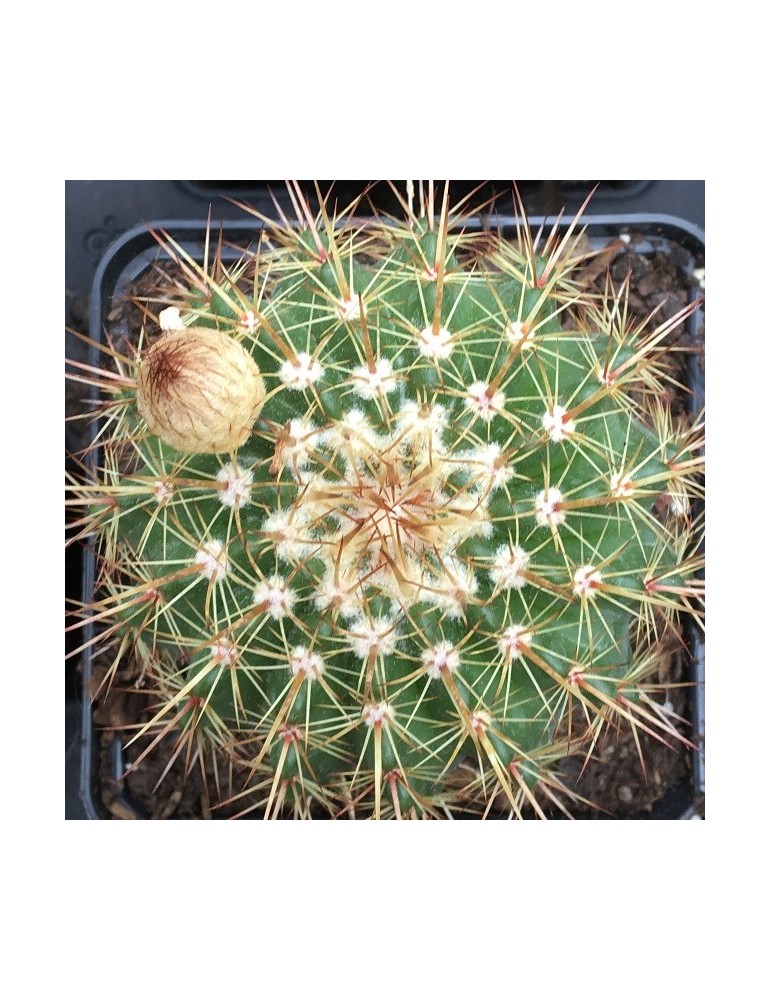 NOTOCACTUS roseoluteus