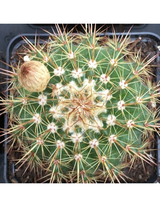 NOTOCACTUS roseoluteus