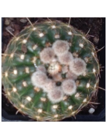 NOTOCACTUS uebelmannianus