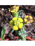 EUPHORBIA pugniformis