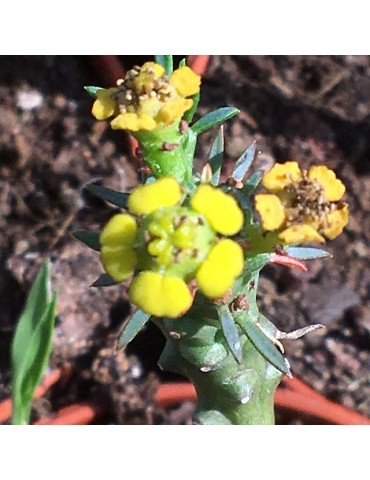 EUPHORBIA pugniformis