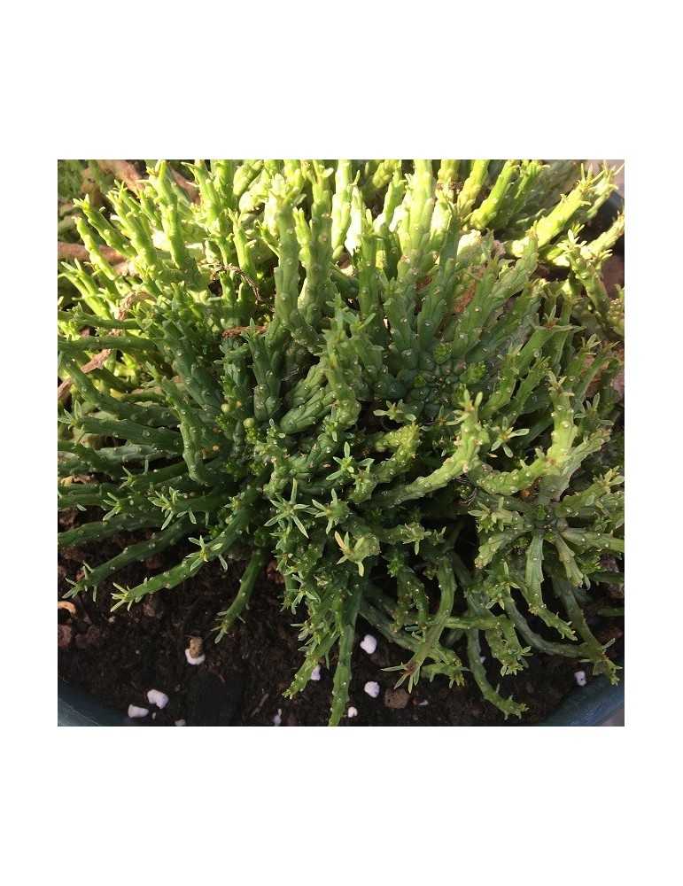 EUPHORBIA pugniformis