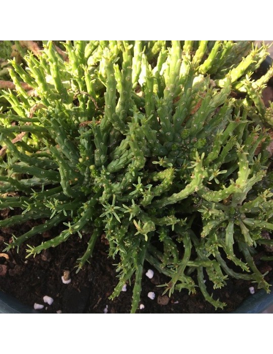 EUPHORBIA pugniformis