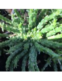 EUPHORBIA pugniformis