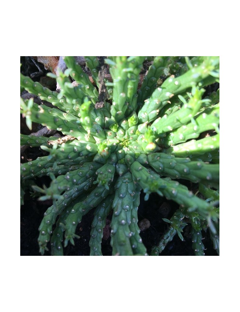 EUPHORBIA pugniformis