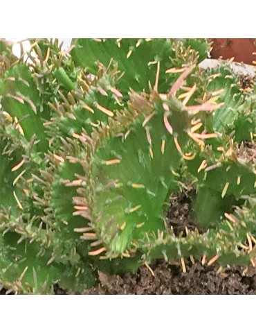 EUPHORBIA pugniformis f. cristata