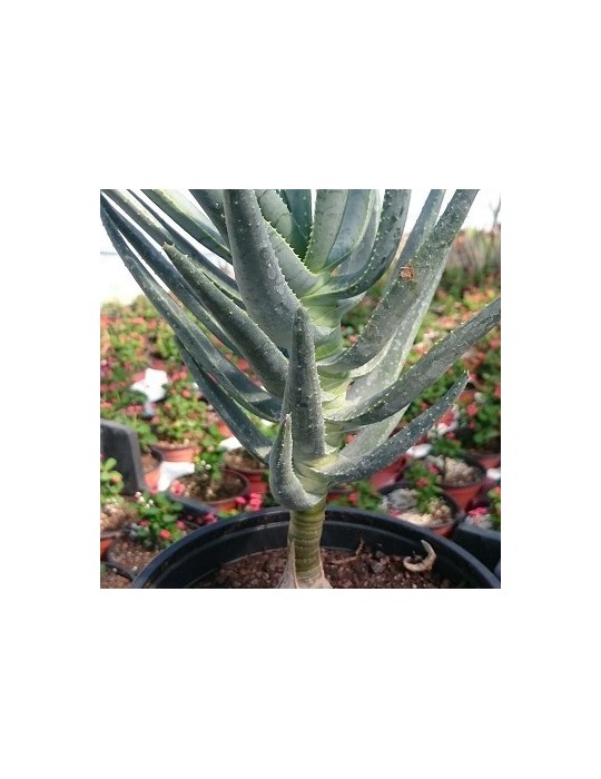 ALOE dichotoma
