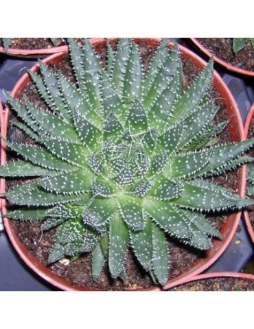 ALOE aristata