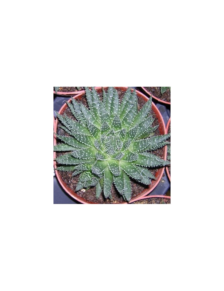 ALOE aristata