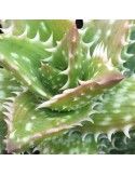 ALOE juvenna