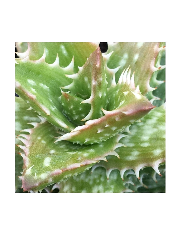 ALOE juvenna