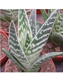 ALOE variegata