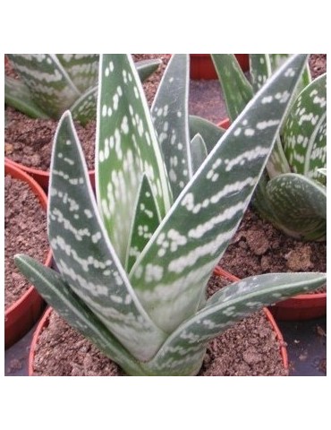 ALOE variegata