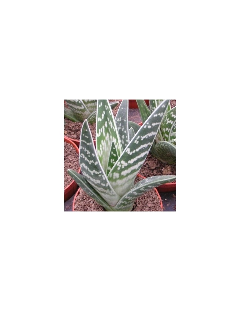 ALOE variegata