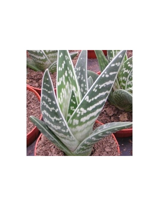 ALOE variegata