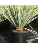 YUCCA rostrata