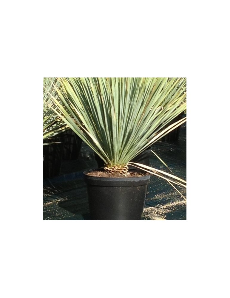 YUCCA rostrata