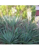 YUCCA gloriosa