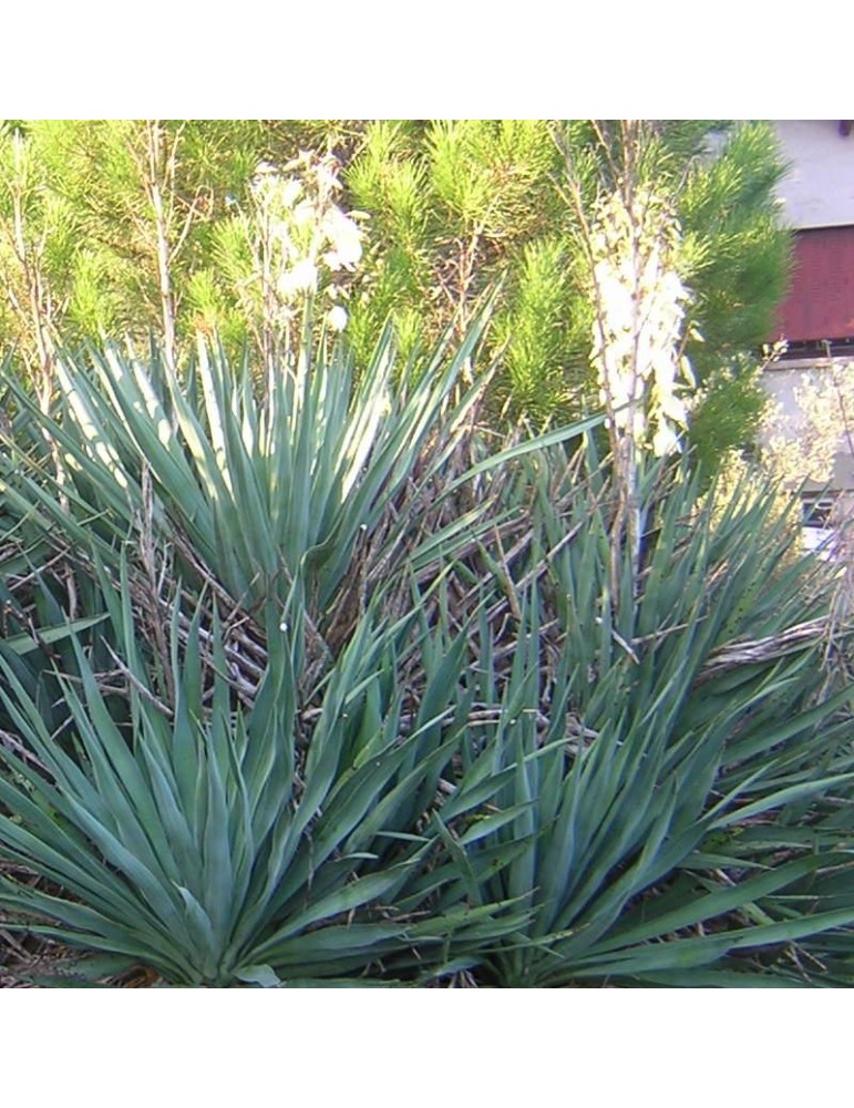 YUCCA gloriosa