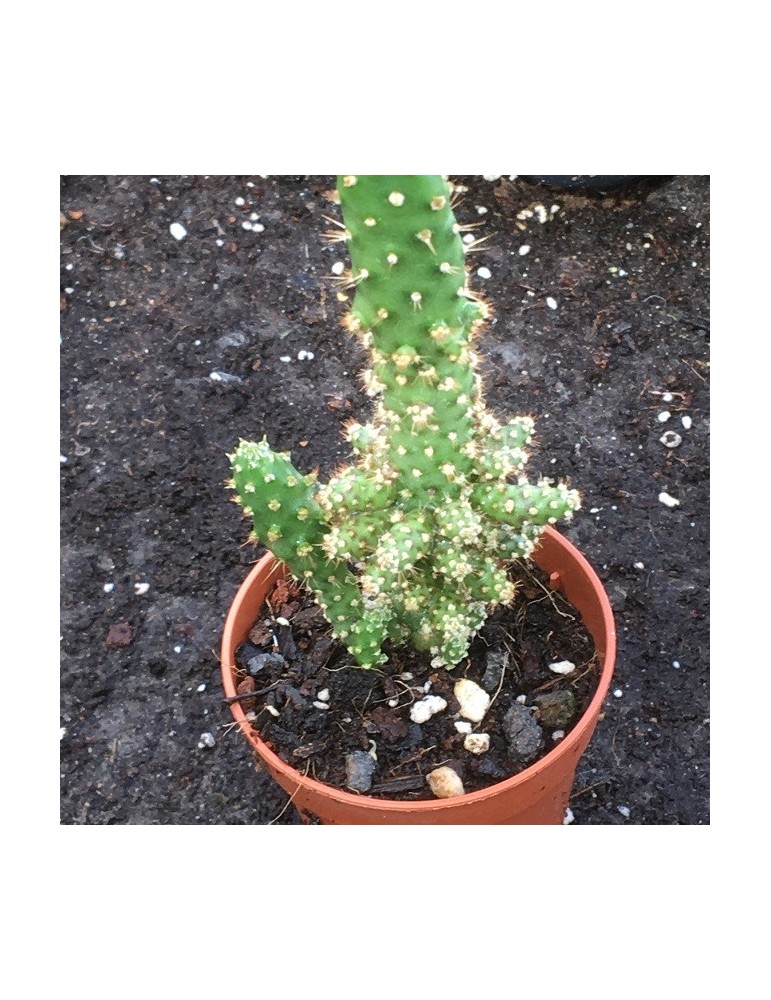 OPUNTIA monacantha f. monstruosa