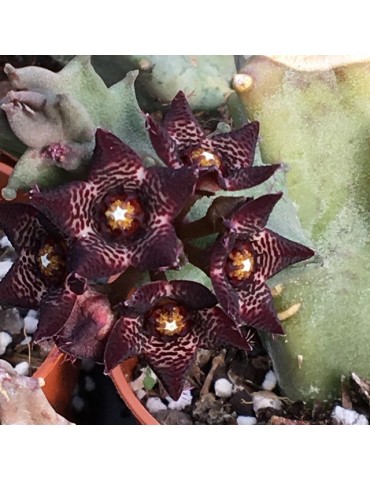 CARALLUMA joannis 2