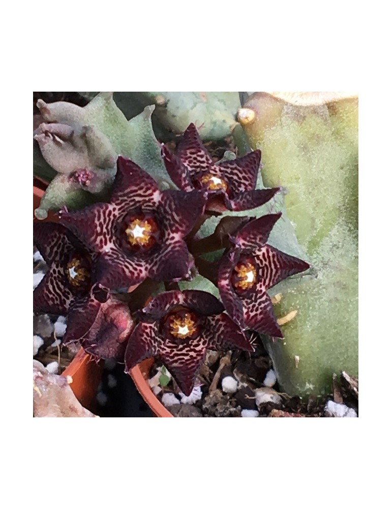 CARALLUMA joannis