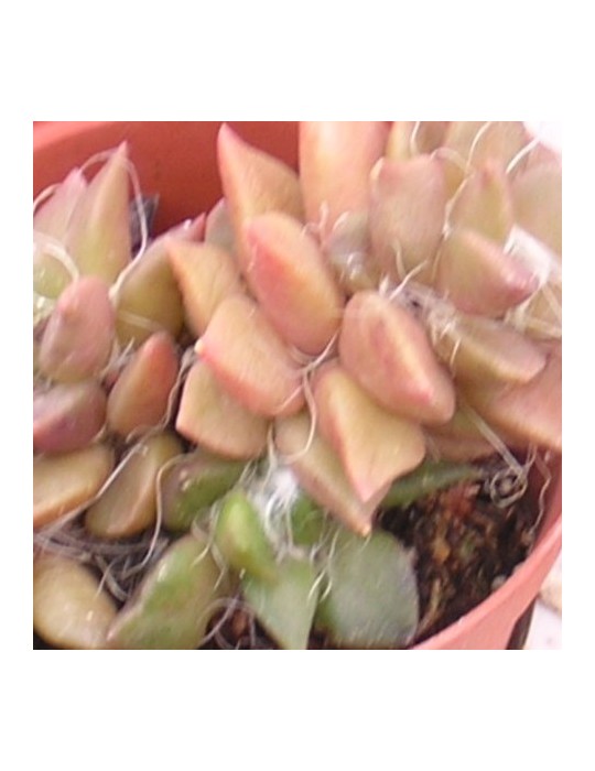 ANACAMPSEROS rufescens