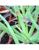 BULBINE frutescens