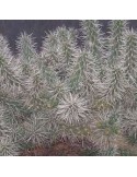 CYLINDROPUNTIA rosea