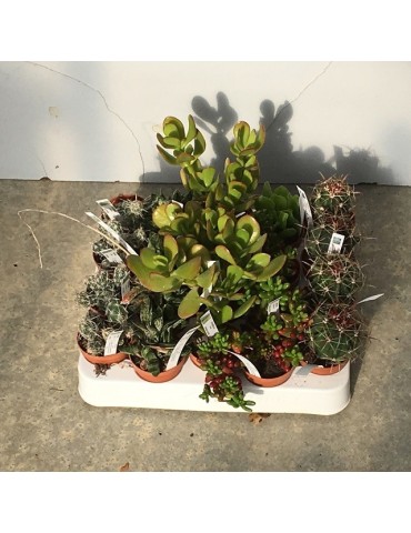 Plantes en pots 5.5 cm