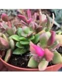 ANACAMPSEROS rufescens "sunrise"