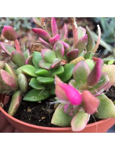 ANACAMPSEROS rufescens "sunrise"