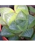 HAWORTHIA retusa