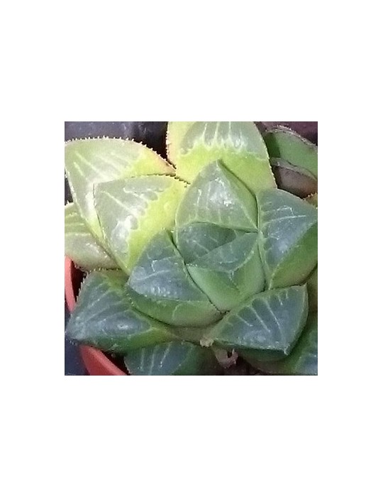 HAWORTHIA retusa HAWORTHIA retusa