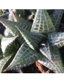 HAWORTHIA tesselata