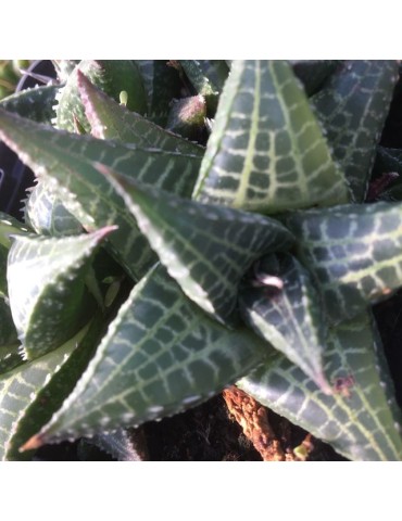 HAWORTHIA tesselata