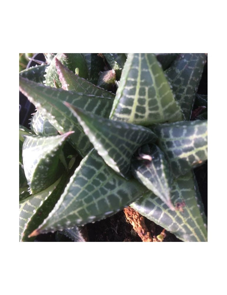 HAWORTHIA tesselata