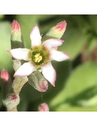 ADROMISCHUS cristatus v. zeyherii 2
