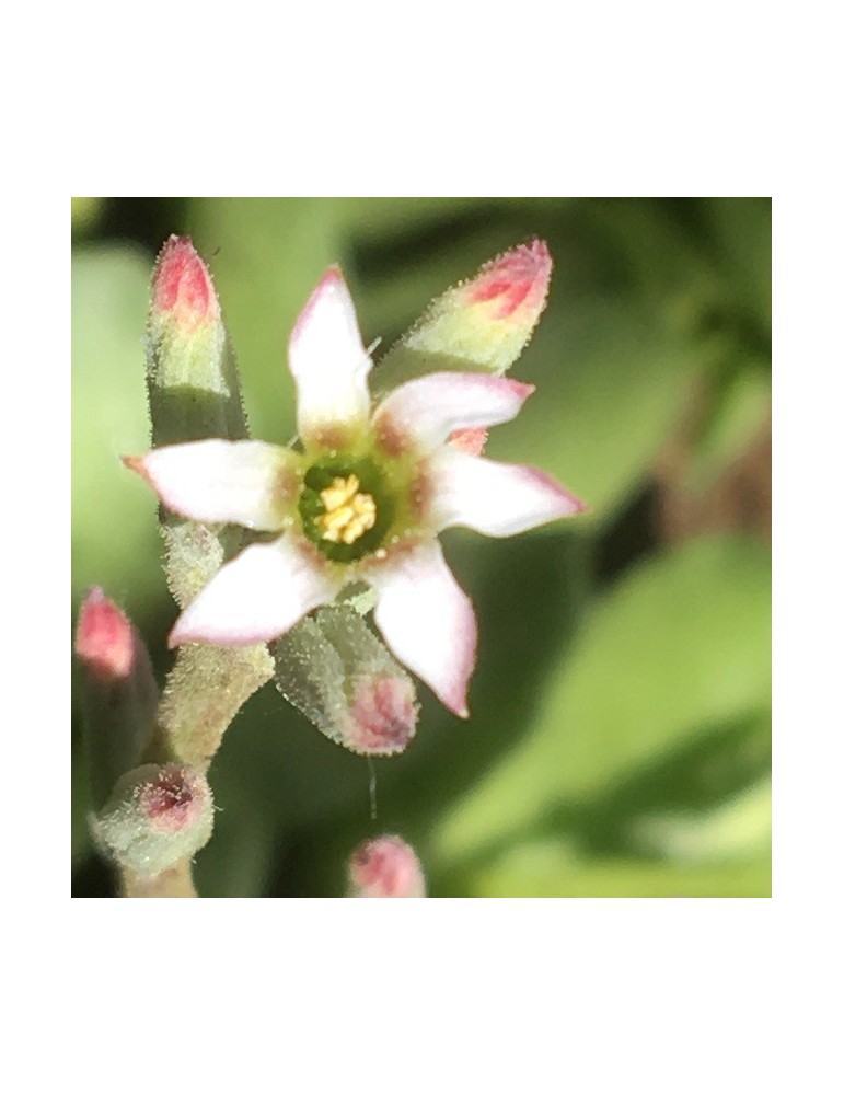 ADROMISCHUS cristatus v. zeyherii